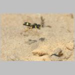 Cerceris rybyensis - Knotenwespe w001g 8-9mm mit Hylaeus communis - Sandgrube Niedringhaussee-det.jpg